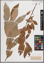Foto von Salix caprea L. x Salix viminalis L.